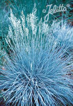 Festuca glauca 'Blue Select'